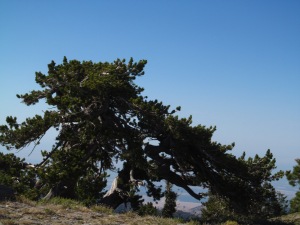Limber Pine Tree