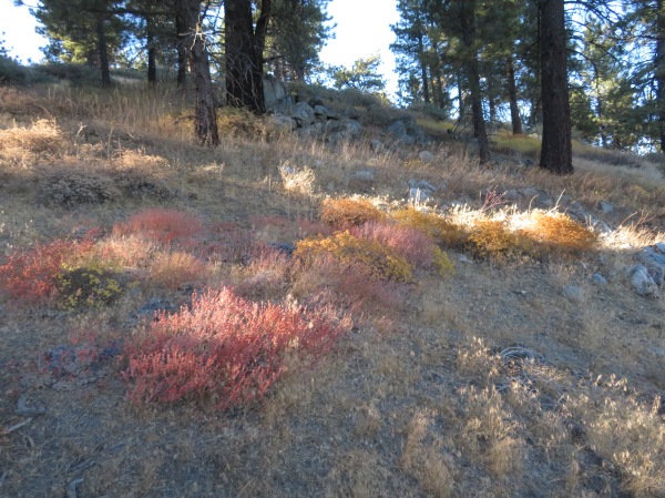 Fall colors on Mt. Pinos
