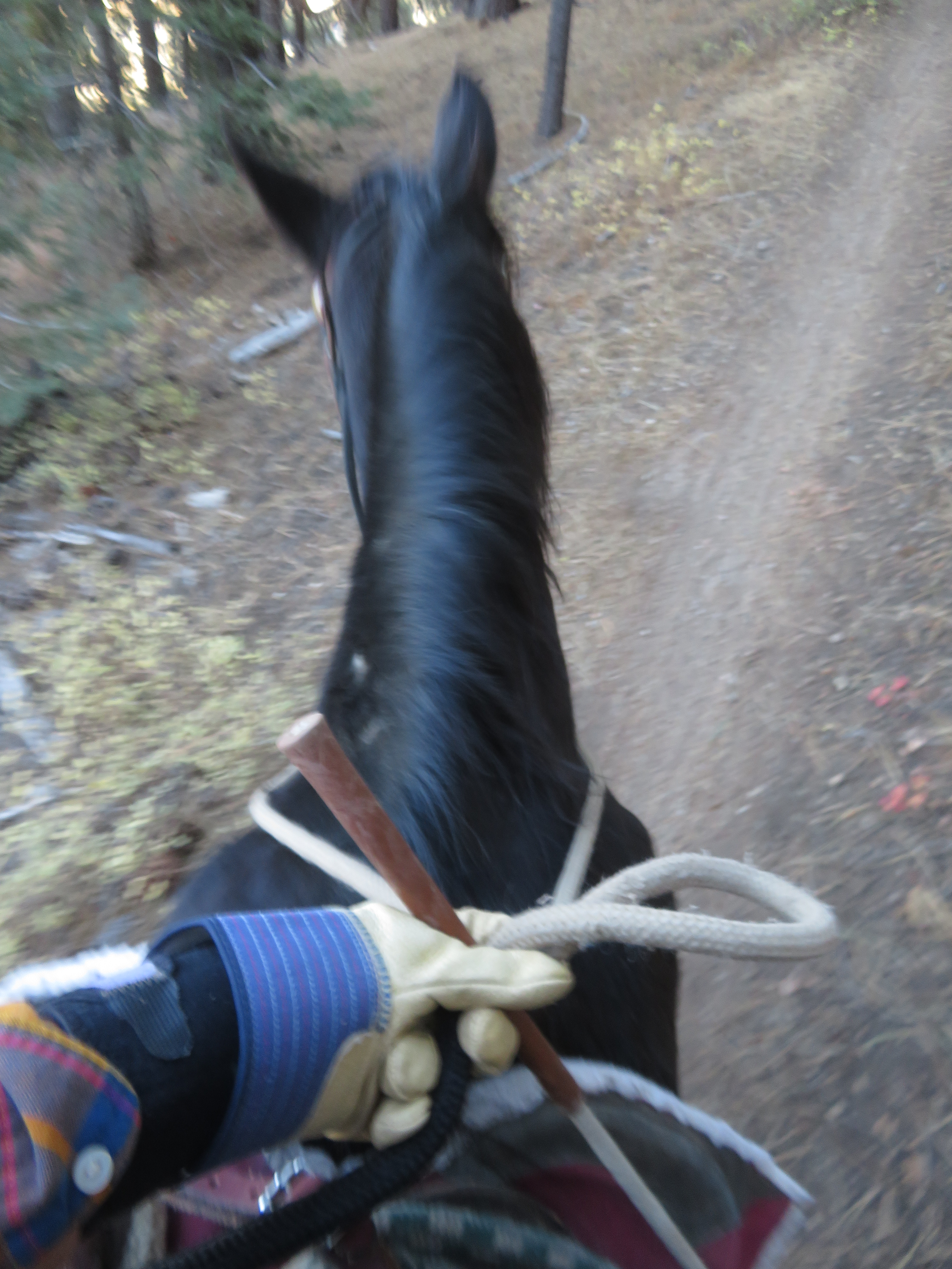 Strong hands, soft on the reins